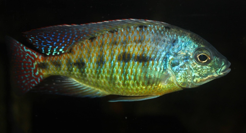 Protomelas virgatus 'Namalenje Island'